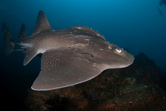 Bowmouth Guitarfish photo 1