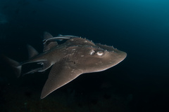 Bowmouth Guitarfish photo 2
