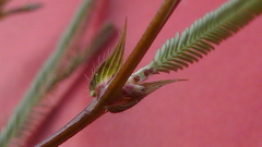 Chamaecrista flexuosa
