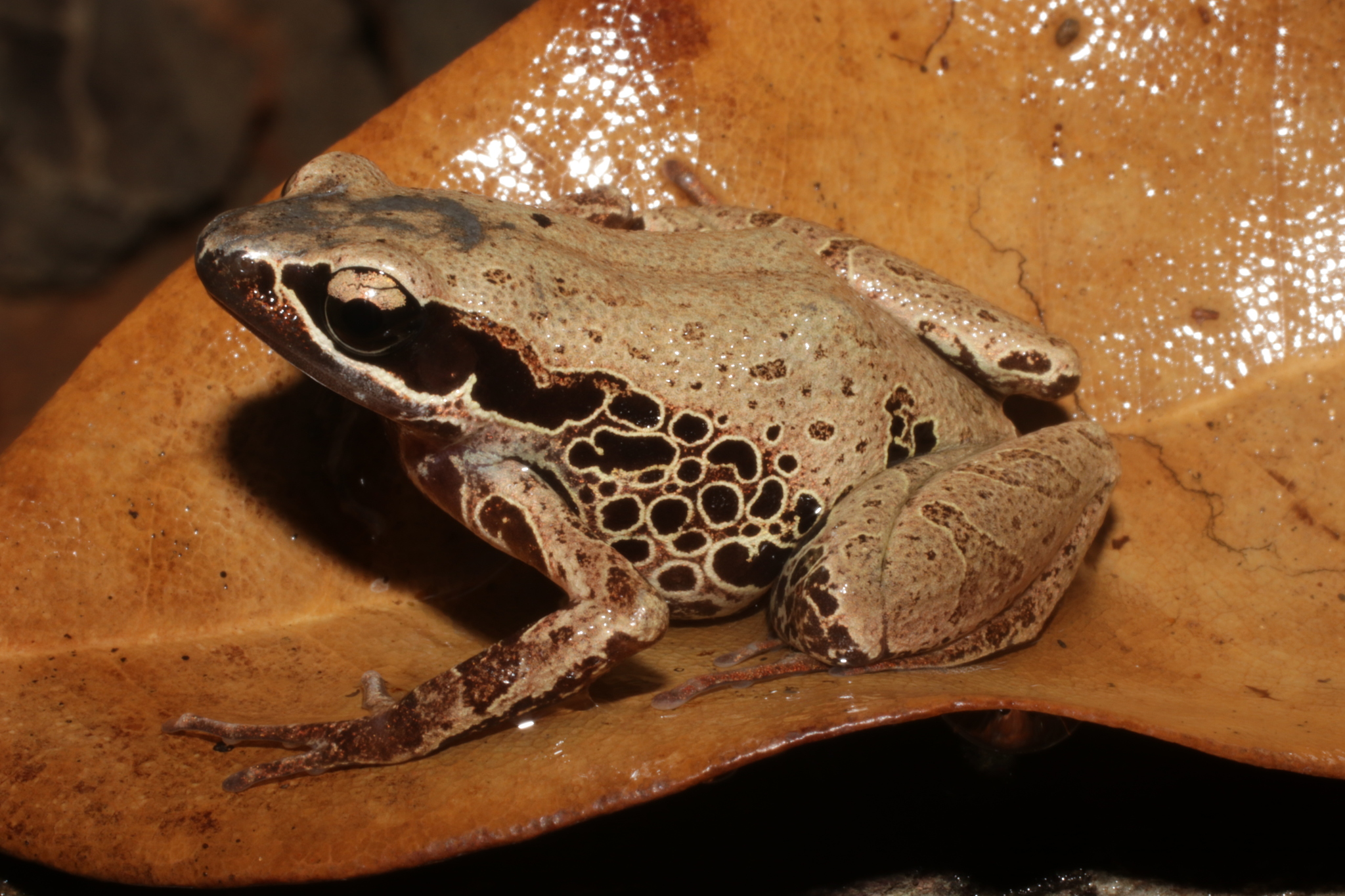Cardioglossa leucomystax (Boulenger, 1903)