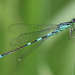 Narrow-winged Damselflies - Photo (c) Jim Bell, some rights reserved (CC BY-SA)