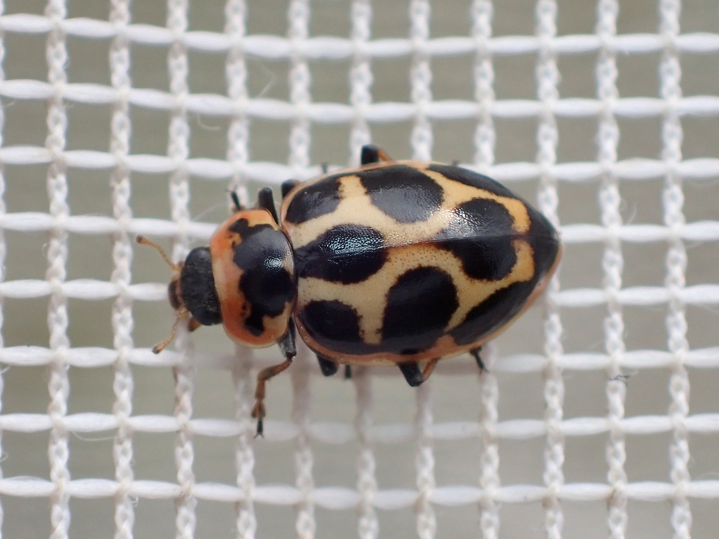 Seaside Lady Beetle