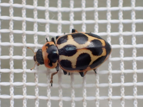 Seaside Lady Beetle photographed in Delaware