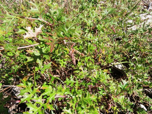 Ben Major Grevillea (Grevillea floripendula)