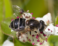 Eristalis obscura