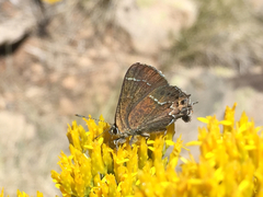 Callophrys spinetorum