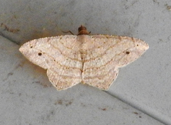 Psamatodes atrimacularia