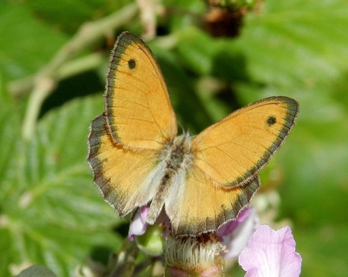 Small Heath, photo 10 of 10