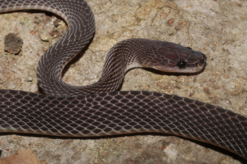 Mocquard's African Ground Snake