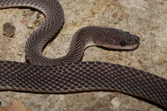 Mocquard's African Ground Snake photo 4