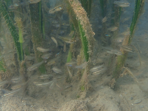 Arrow cardinalfish (Rhabdamia gracilis) — Apogonidae