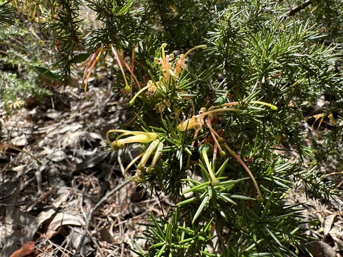 Image of Grevillea juniperina by (c) prossington, some rights reserved (CC BY)