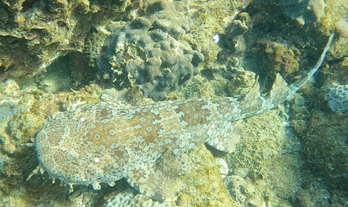 Ornate wobbegong (Orectolobus ornatus) — Orectolobidae — 4
