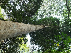 Dysoxylum malabaricum