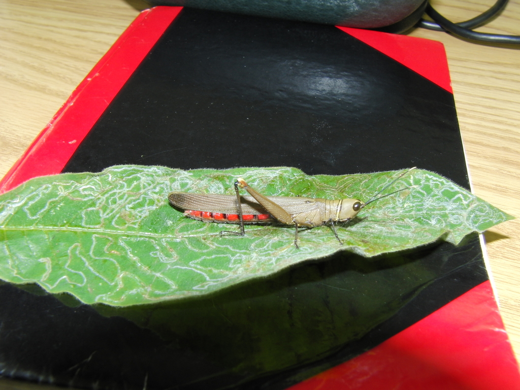 Copiocera harroweri