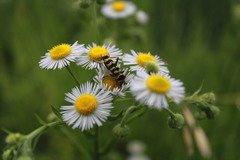 Plagionotus floralis