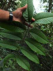 Dysoxylum malabaricum