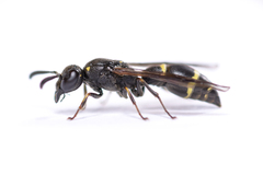 Symmorphus bifasciatus