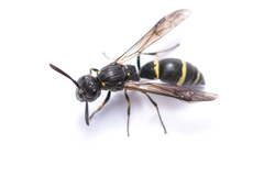 Symmorphus bifasciatus