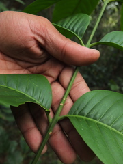 Dysoxylum malabaricum