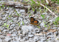 Phyciodes batesii