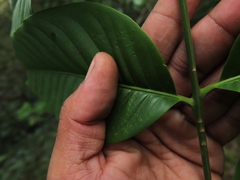 Dysoxylum malabaricum
