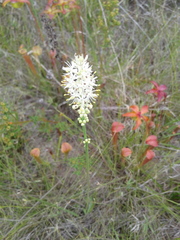 Triantha racemosa