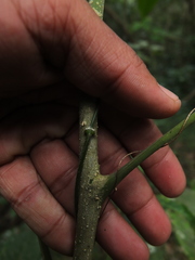 Dysoxylum malabaricum