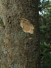 Dysoxylum malabaricum