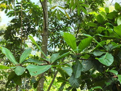 Elaeocarpus tuberculatus