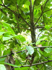 Elaeocarpus tuberculatus