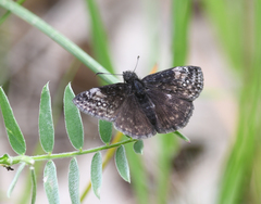 Erynnis lucilius