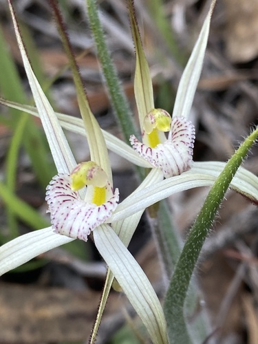 Image of Caladenia horistes by (c) John Van Den Nouwelant, some rights reserved (CC BY)