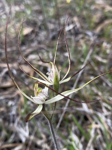 Image of Caladenia horistes by (c) John Van Den Nouwelant, some rights reserved (CC BY)