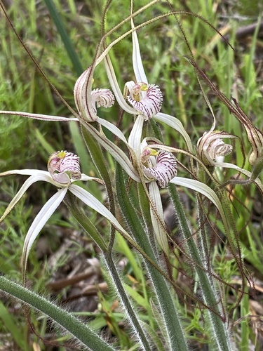 Image of Caladenia horistes by (c) John Van Den Nouwelant, some rights reserved (CC BY)