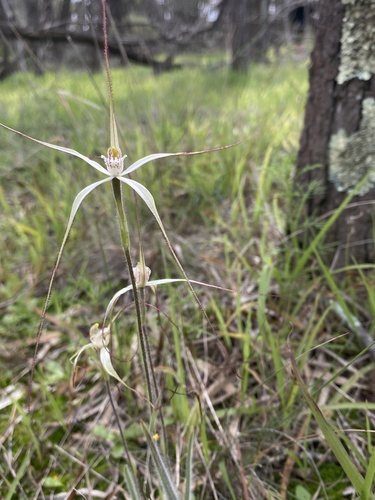 Image of Caladenia horistes by (c) John Van Den Nouwelant, some rights reserved (CC BY)