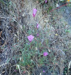 Clarkia amoena