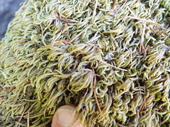 Scleropodium obtusifolium