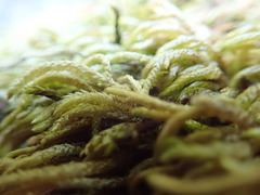 Scleropodium obtusifolium