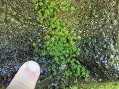 Dichodontium pellucidum