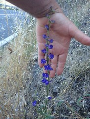 Delphinium decorum