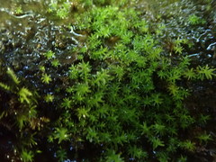 Dichodontium pellucidum