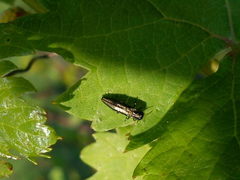 Agrilus derasofasciatus