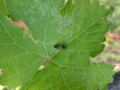 Agrilus derasofasciatus