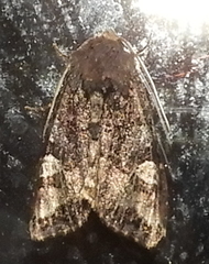 Euplexia benesimilis