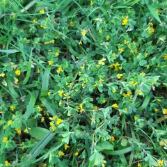 Trifolium micranthum