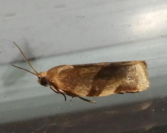 Choristoneura fractivittana