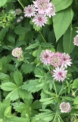 Astrantia