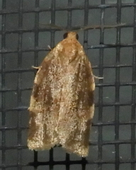 Choristoneura fractivittana