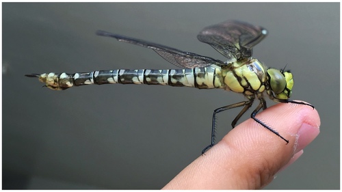 Southern Hawker, photo 7 of 8